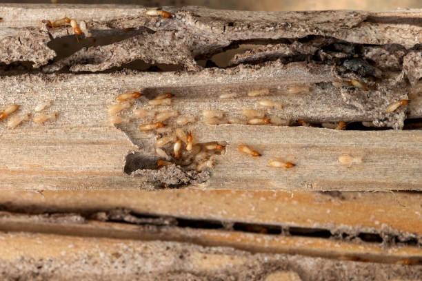 Best Pest Inspection Near Me  in Big Pine, CA