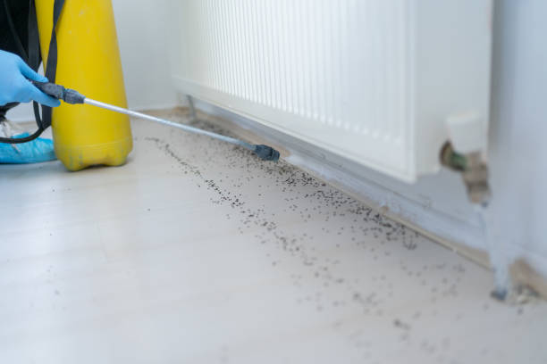 Best Flea Control Services  in Big Pine, CA