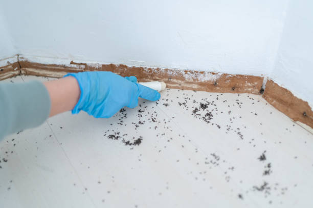 Best Affordable Pest Control Services  in Big Pine, CA